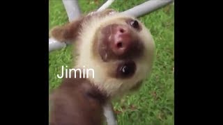 BTS as Animals Vines (Totally never been done before)