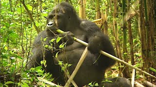 Проблемы горилл: история мужества и решимости