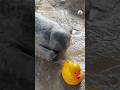 Harbor seal shows off rubber ducky friend