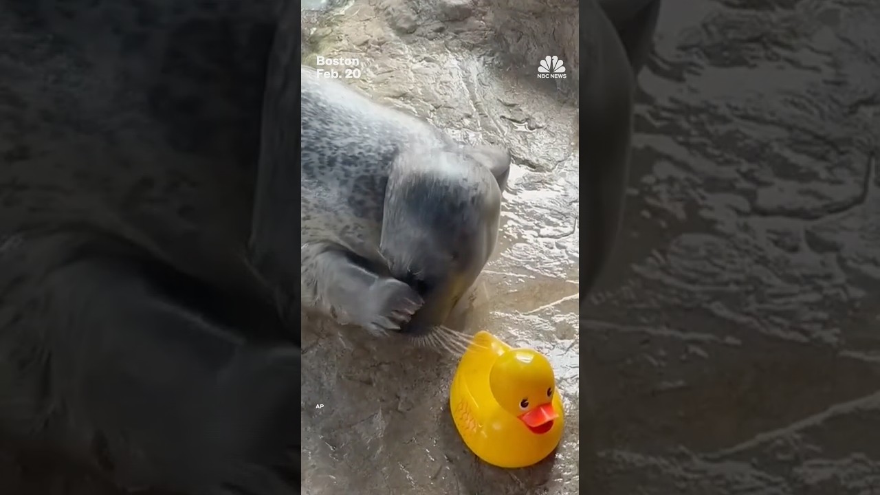 Harbor seal shows off rubber ducky friend