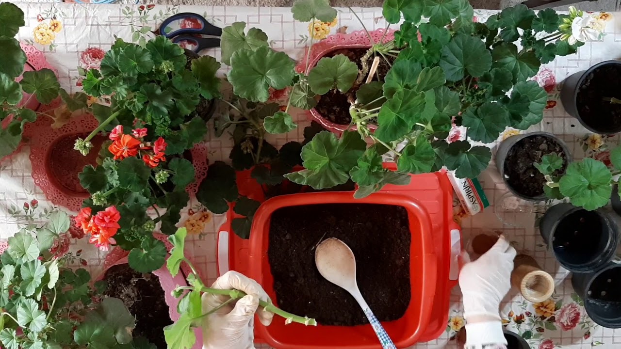 SARDUNYA BAKIMINDA PÜF NOKTALAR||SARDUNYA ÇOĞALTILMASI||Köklendirici Toprak