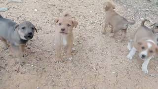 Too Cute to bark #puppy #video #cute by PETSLIFE CHANNEL 51 views 1 month ago 2 minutes, 10 seconds