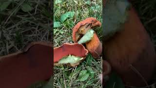 A red mouth bolete #mushroom #fungi #fungus