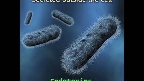 Endotoxins Vs  Exotoxins