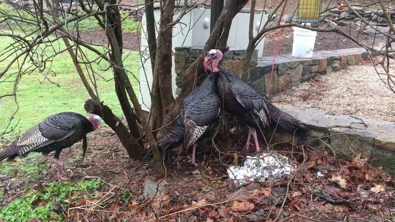 Wild Turkey Fight Youtube