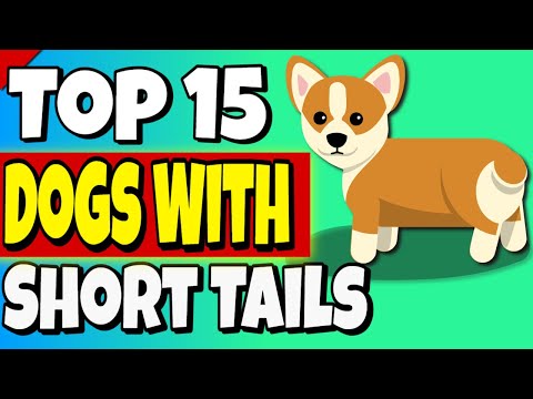 Top 15 Dog Breeds With Short Tails 🐕 Amazing Short Tail Dogs🐶