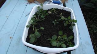 Propagating Watercress using two methods :)