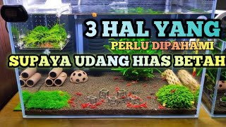 BEGINI CARA MUDAH MEMELIHARA UDANG HIAS AQUASCAPE