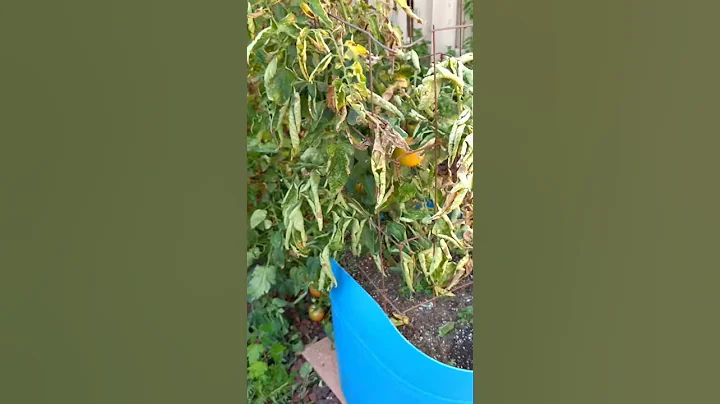 Mountain Fresh tomatoes