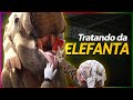 ENFIANDO A MÃO NA BOCA DO ELEFANTE! | RICHARD RASMUSSEN