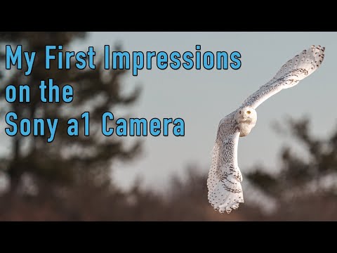 My first impressions on the Sony a1