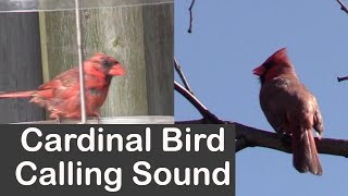 Cardinal Bird Calling Sound