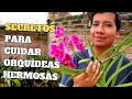 SECRETOS PARA CUIDAR ORQUIDEAS HERMOSAS