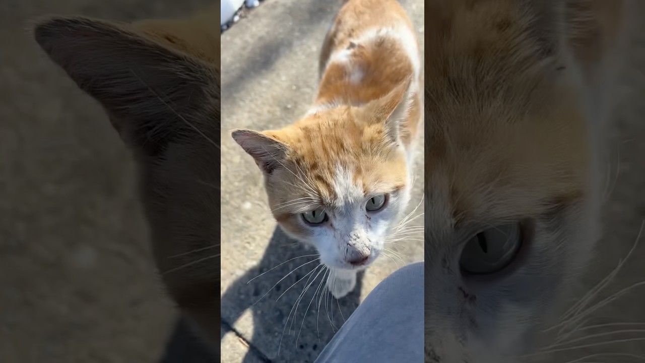 ✿Тигр возвращается в наш район ~ :]🧡