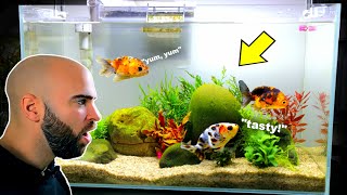 I Put PLANTS In My GOLDFISH TANK!!! (will they eat them?)