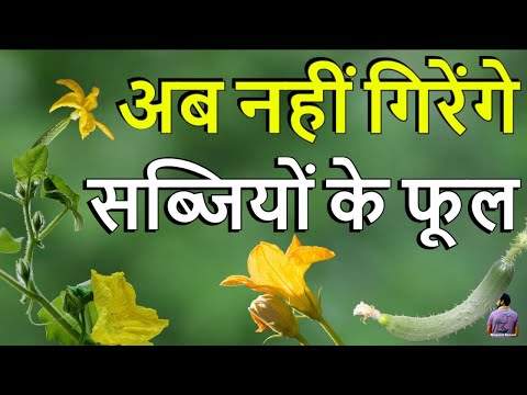 इन 5 कारणो से सब्जियों के फूल गिर जाते है। How to Stop Vegetable Flower Drop .