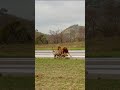 Lions Creep up on Rival Sleeping on Runway