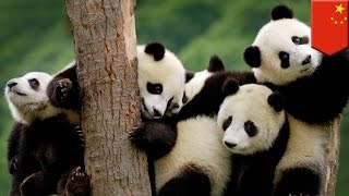 Pandas are no longer an endangered species but climate change threatens their survival - TomoNews