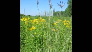 What is a Prairie?