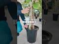 【生産者から聞く】観葉植物紹介 ベンガレンシス編