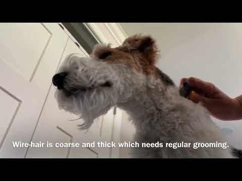 فيديو: كيف ل: تجريد اليد والاستمالة الكلب لجحر سلك الشعر