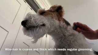 Learn how I groom my dog Skipper the wirehair fox terrier using beginner handstripping techniques.