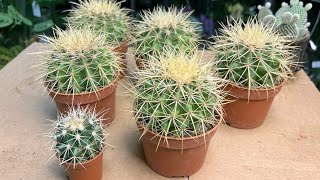 Эхинокактус Грузони (Echinocactus Grusonii)