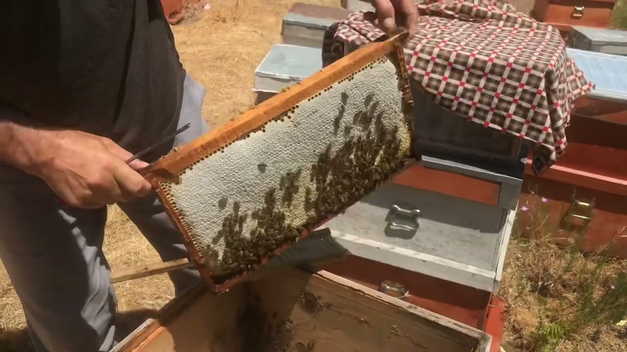 Bal hasadı - Kötü sezonda bal yapan kovan