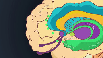The Brain Inc.: How Does the Brain Process Emotions?
