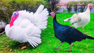 White Turkey Strut: Drumming, Spitting, Dragging and Tom Gobble Response on My Command