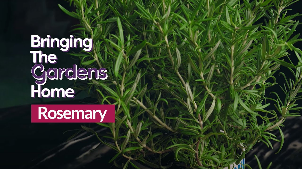 Bringing the Gardens Home Rosemary YouTube