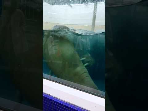 鳥羽水族館で起こった悲劇