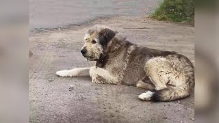 An old dog with a tumor didn't know he was abandoned and heartwarming ending