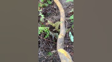 Ai cần dễ cây Ưng bất bạc rừng