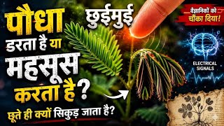 छुईमुई पौधे का वैज्ञानिक सच! "Touch Me Not" plant Fully explained