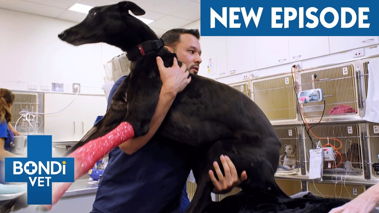 Greyhound Breaks Leg Running Up To 72km/h 💔 Season 10 Episode 4 | Bondi Vet