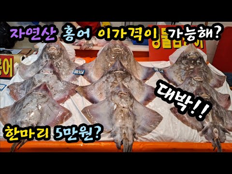 노량진 수산 어시장 자연산 홍어 한마리 단돈 5만원 South Korean Fish Market Channel 