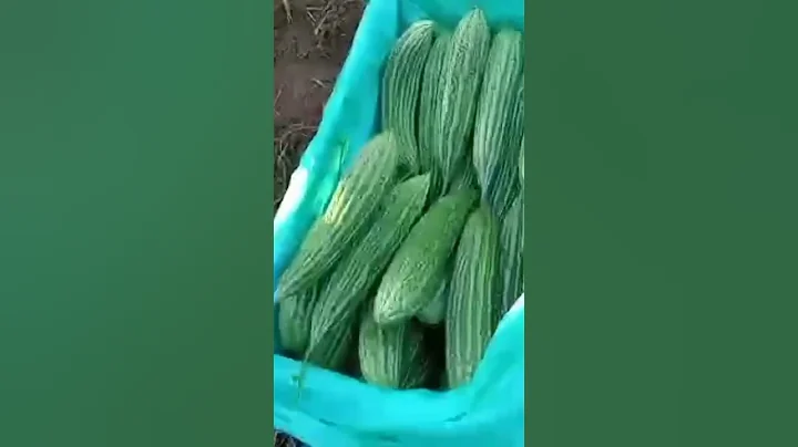 harvest time
