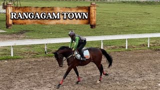 RANGAGAM TOWN Kuda Pacu EMERAL STABLE Siap Berpacu Di BUKITTINGGI/AGAM