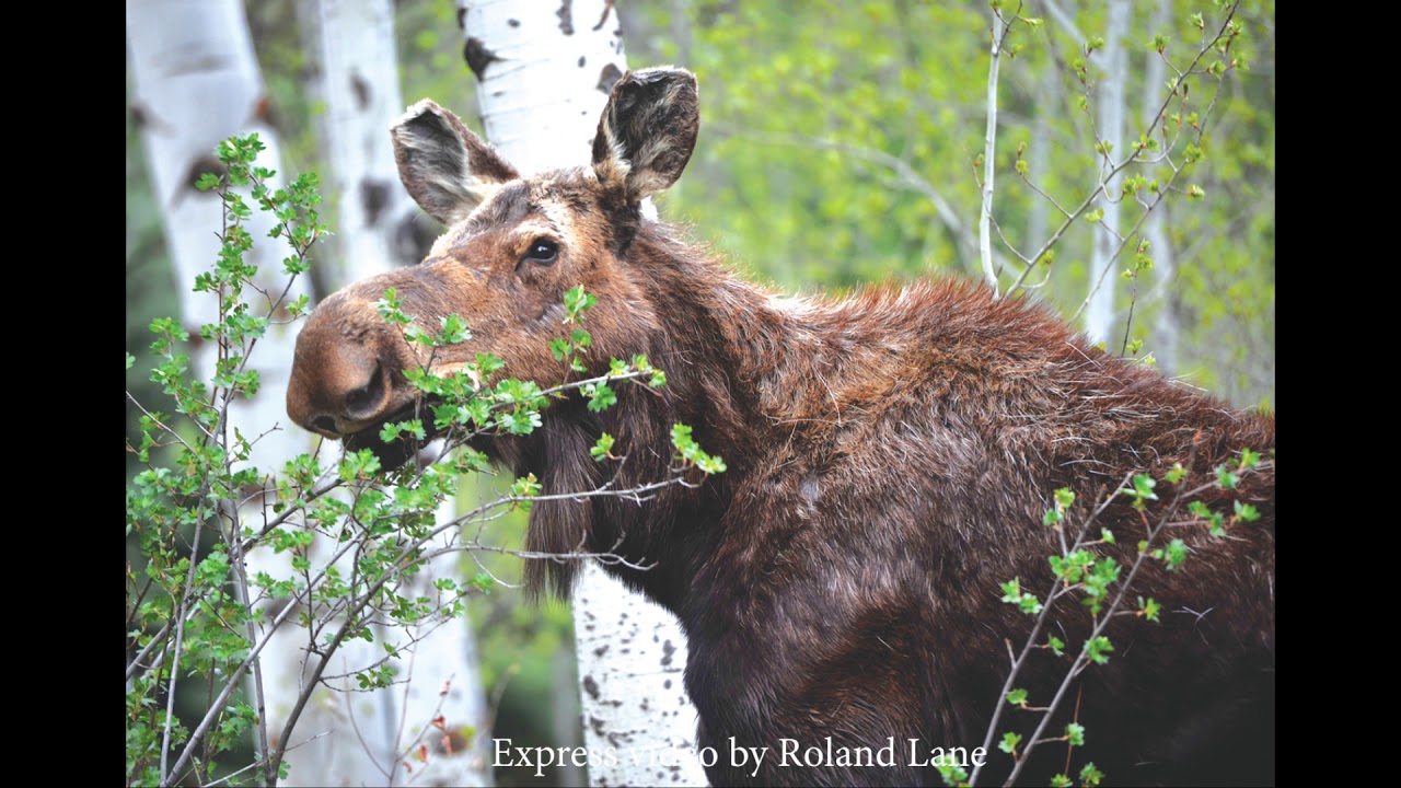 Wood River Valley Wildlife