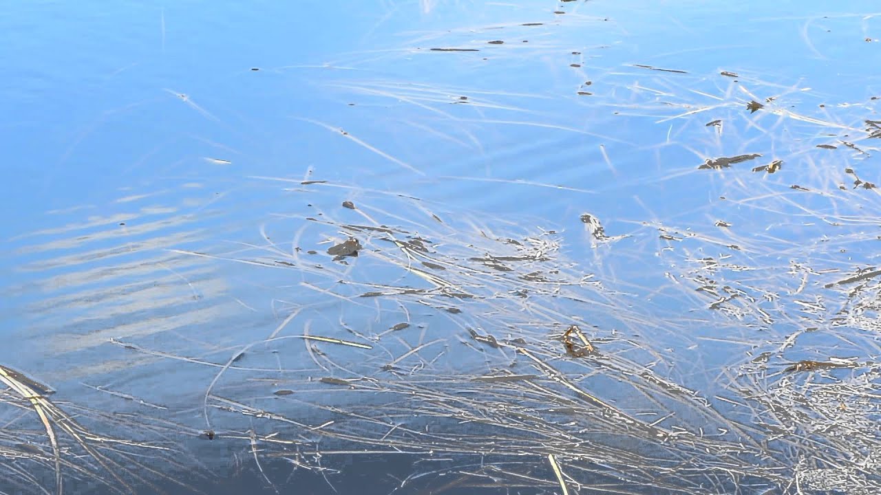 Wood Frog Chorus YouTube