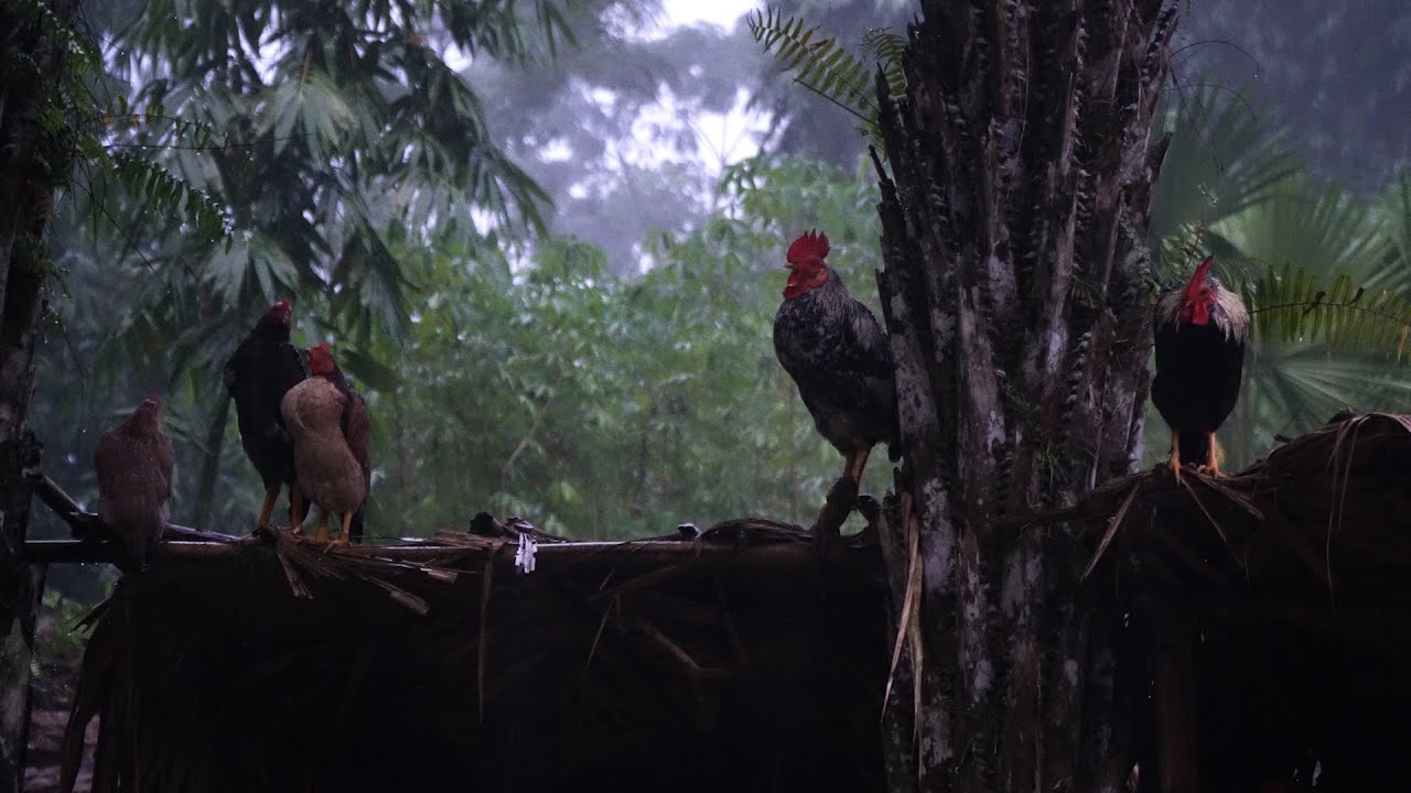 Through storms, we forge our survival farm | LIVING OFF THE GRID | Episode 90