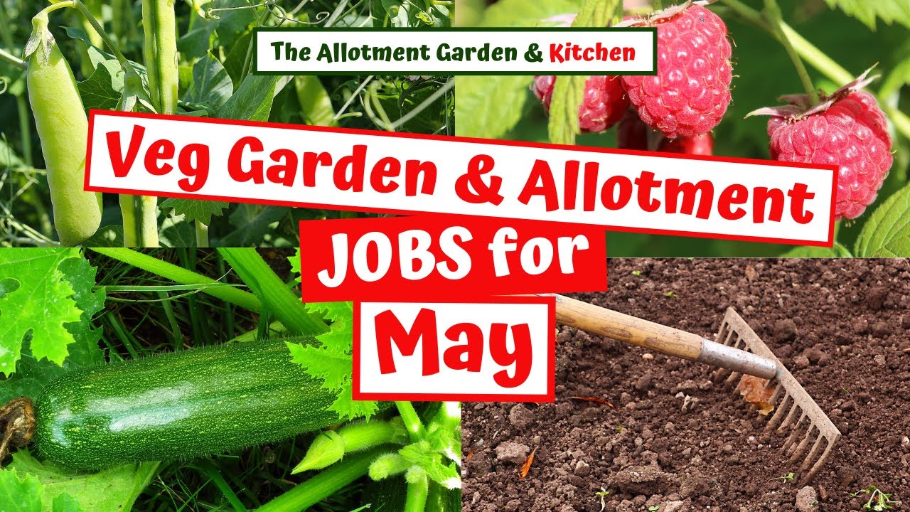 Preparing the Vegetable Garden/Allotment in May 2022 - Jobs to help with an Abundant Harvest #74