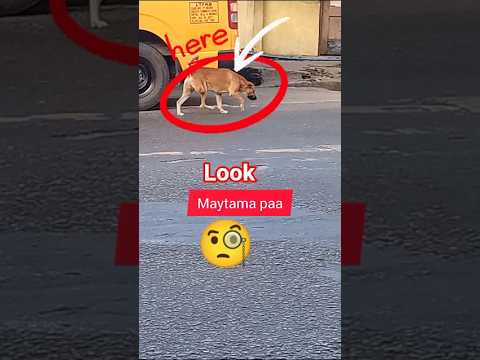 اوپس قیافه اش عالیه مواظبشون باش شورت 