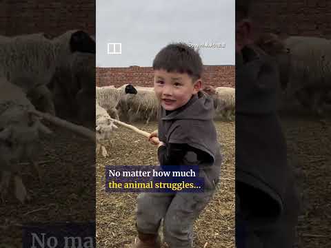 Chinese boy skilfully catches 150 sheep on family farm #shorts