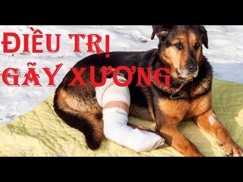 Video: Nếu Con Chó Bị Gãy Xương
