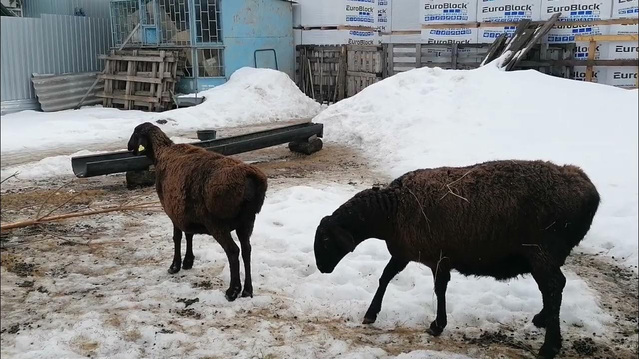 перевод с английского на русский think about dug and kit. тесты pdf. Think 3 учебник. Think учебник. учебник think cambridge.