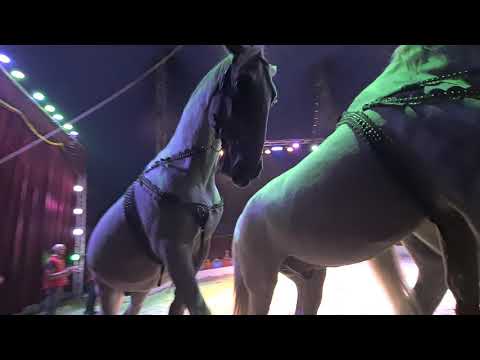 Video: Nemecký Cirkus Využívajúci Holografické Zvieratá