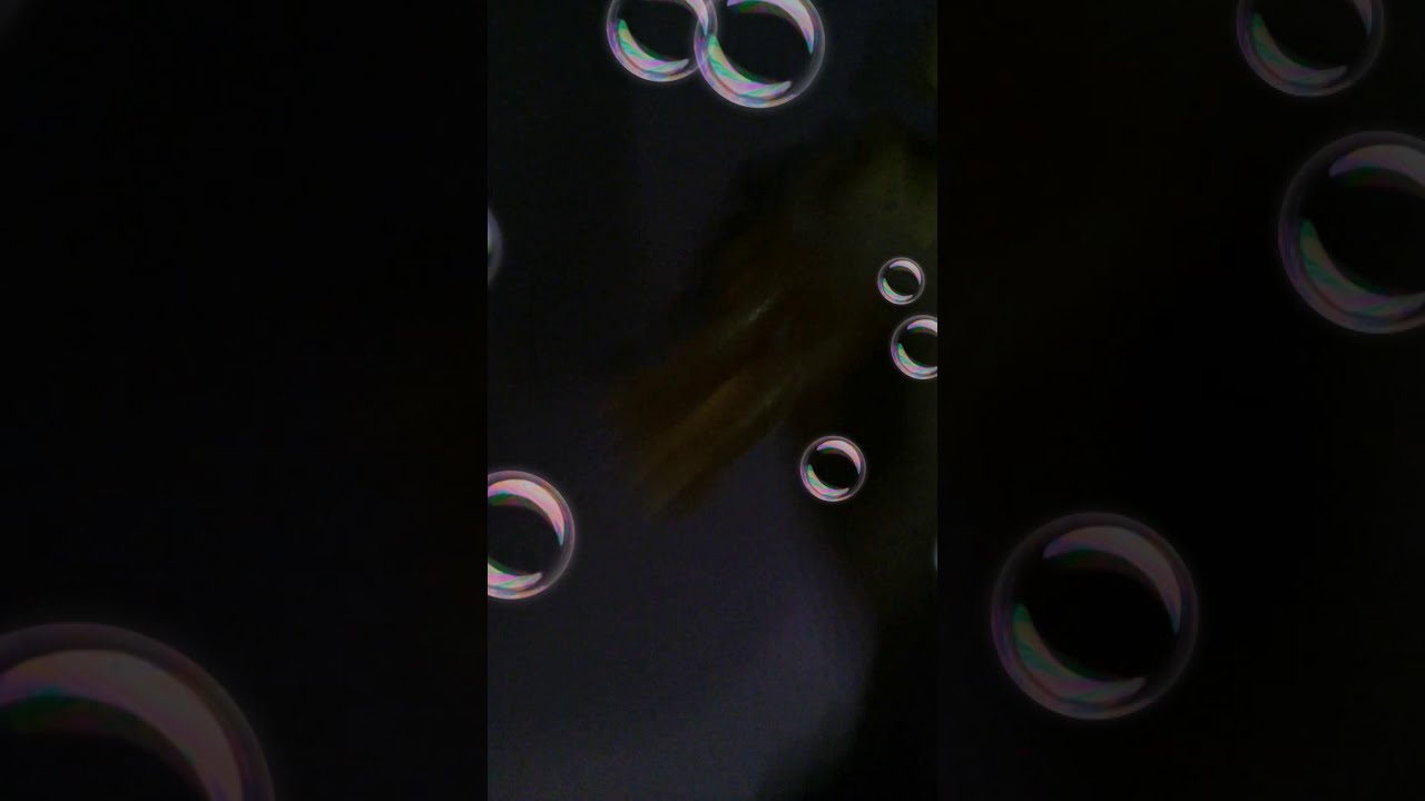 Meet orville the elephant - YouTube