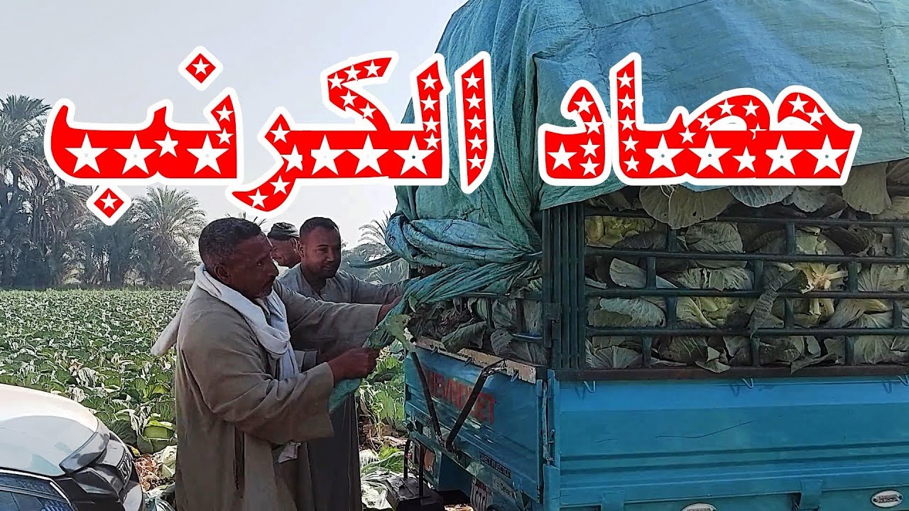 تقطيع الكرنب بسرعة الصاروخ  انواع الكرنب  ده كل اسرار وتكات الكرنب هنا☝️☝️